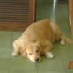 este es sam un golden retriever jugueton amable y cariñoso